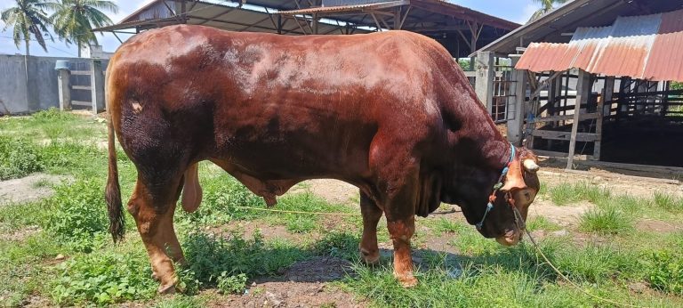 SAPI QURBAN