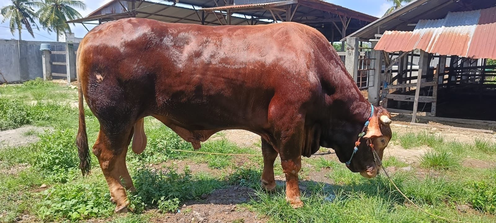 SAPI QURBAN